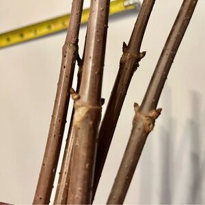 CUTTINGS OF 5 Fresh American Elderberry Cuttings LIMITED TIMING!!!